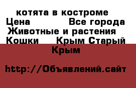 котята в костроме › Цена ­ 2 000 - Все города Животные и растения » Кошки   . Крым,Старый Крым